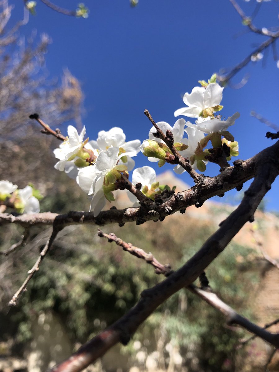 Viene rapido la Primavera