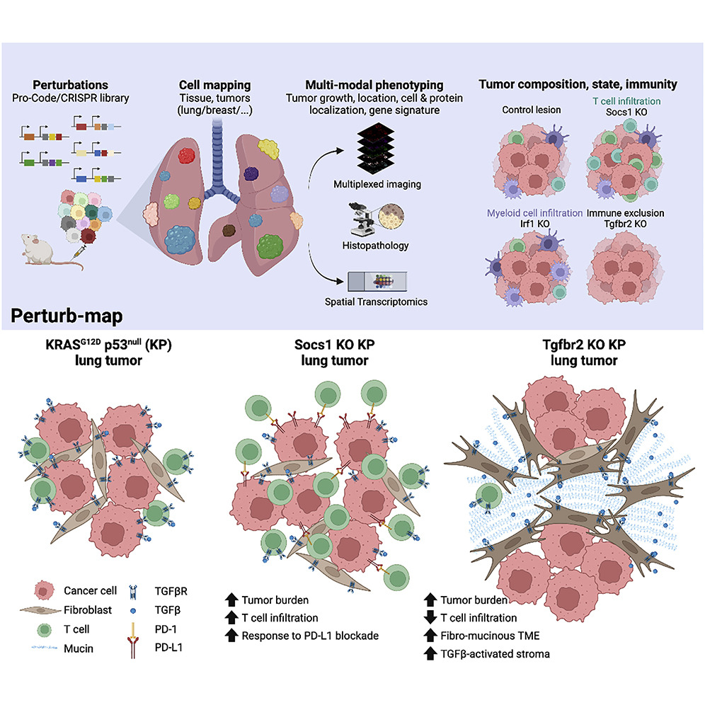 IcahnInstitute's tweet photo. *Out Now* Spatial #CRISPR #genomics identifies regulators of the tumor microenvironment: Multimodal phenotyping of CRISPR screens in situ by imaging and spatial transcriptomics; Read at @CellPressNews: https://t.co/7NVsNMIRaV @Brown_lab1 @MiriamMerad @MaximeDhainaut @dana_peer https://t.co/iYoF2q3Sa7