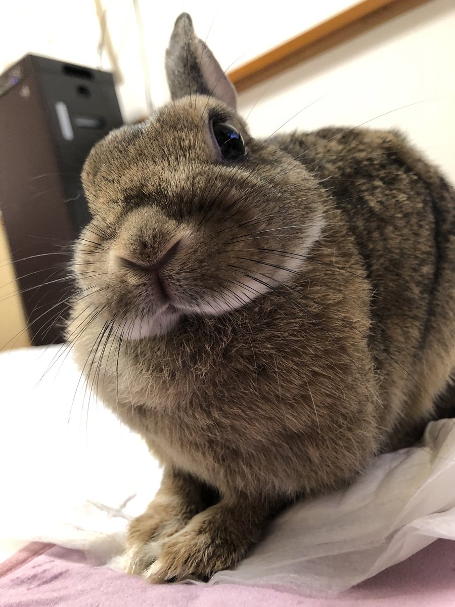 むふっ！
#うさぎ
#可愛いやつ