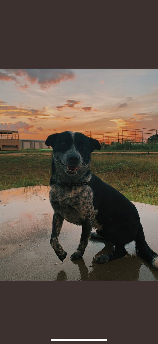 225jayden's tweet photo. Just because my dog is the only reason  I have Twitter, https://t.co/ySp7uJ9BdJ