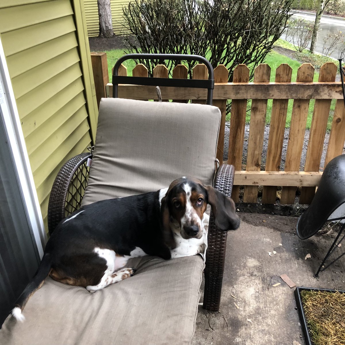 Gusterbear's tweet photo. Hihihi. BabyKarl got bored with show. Is sitting outside on puppyporch and looking at rains. #PresidentWeevil #puppyporch https://t.co/AGW5EP2ntJ