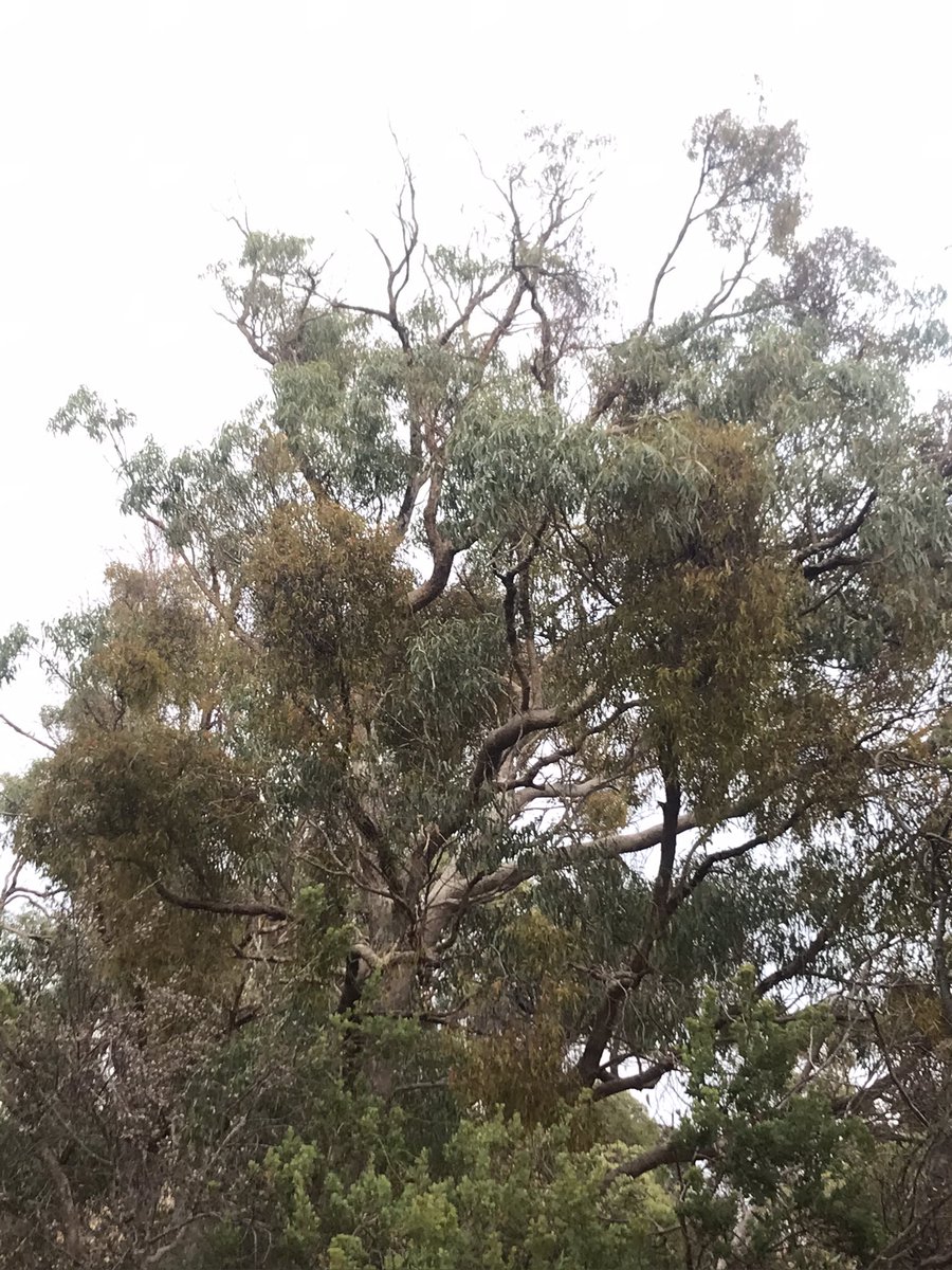 lost_in_botany's tweet photo. Well some of the local #Tuart trees are inundated by #Mistletoe! Some trees look more mistletoe than Tuart aha https://t.co/VnWfInQZci