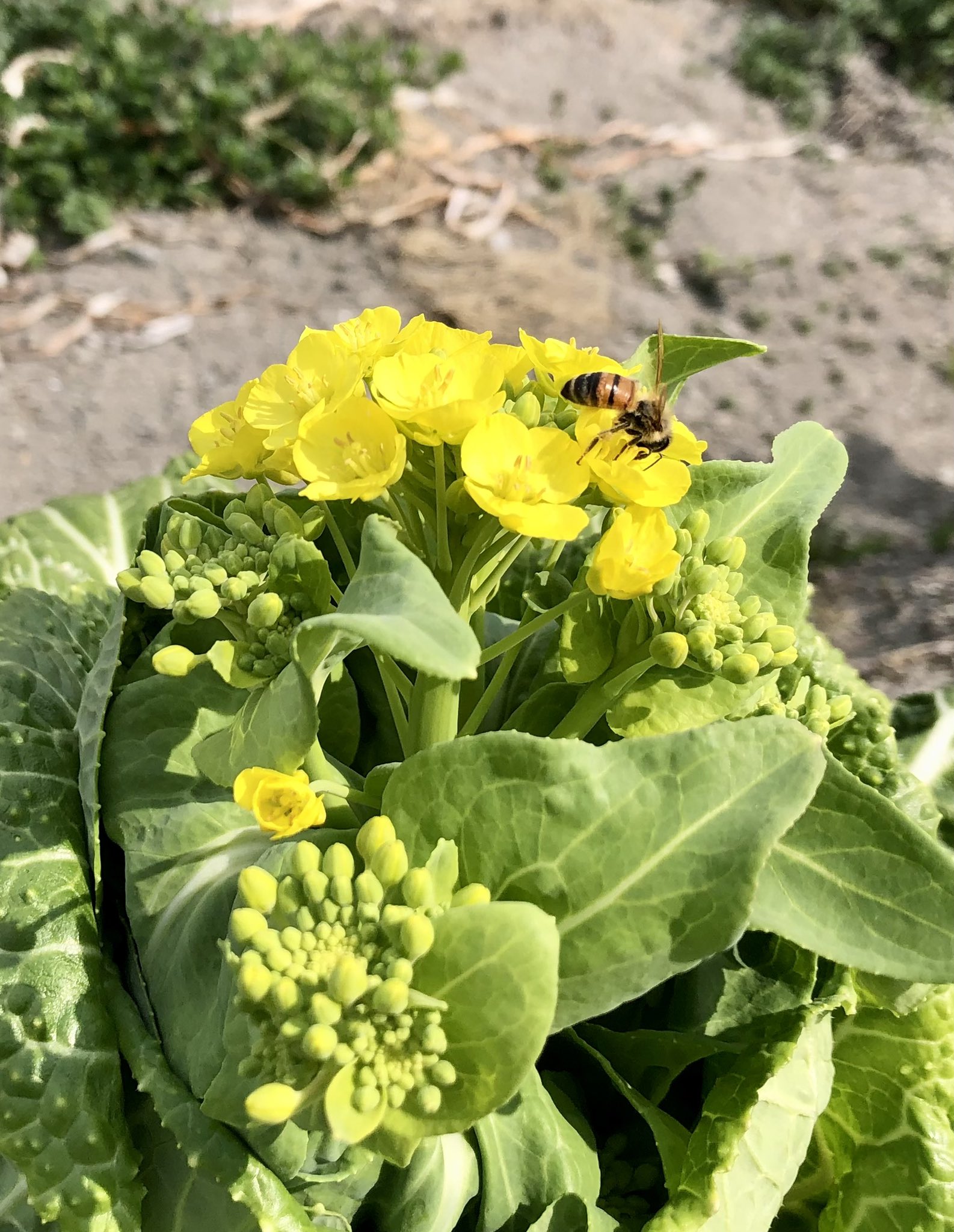 カワムラケンジ Spicejournal 小松菜の花ぐんぐん開いてってます おもろいなー アブラナ科はやっぱしアブラナ科なんですね T Co Xdugyyfyzc Twitter
