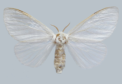 Zootaxa's tweet photo. Review of the #genus #Leucoma Hübner, 1822 (Lepidoptera: Erebidae: Lymantriinae) from #China, with description of two #newspecies
https://t.co/kmZPVIK4GJ
#Taxonomy https://t.co/NHIRi3wPZi