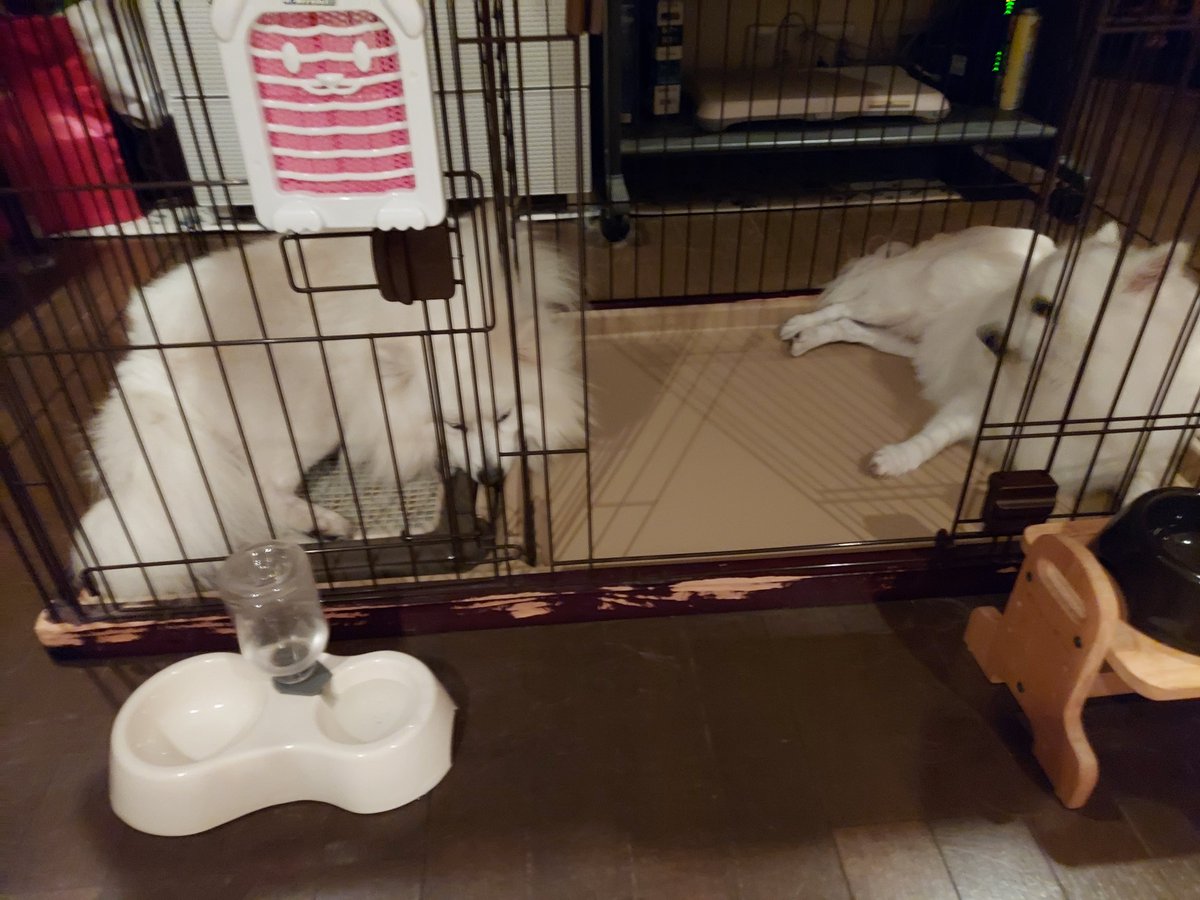 key_hitotose's tweet photo. 気を抜くと吸入器してても咳のスイッチが入ってしまう
今日この頃…お犬様に会いたいけど、ある君が体調不良の体臭に敏感なので、心配かけたくなくて会いに行けない…😭
夫婦のイチャイチャフォルダ見て癒されよう…
#日本スピッツ
#JapanSpitz
#ある
#ララー
#多頭飼い https://t.co/39yp60j0Je