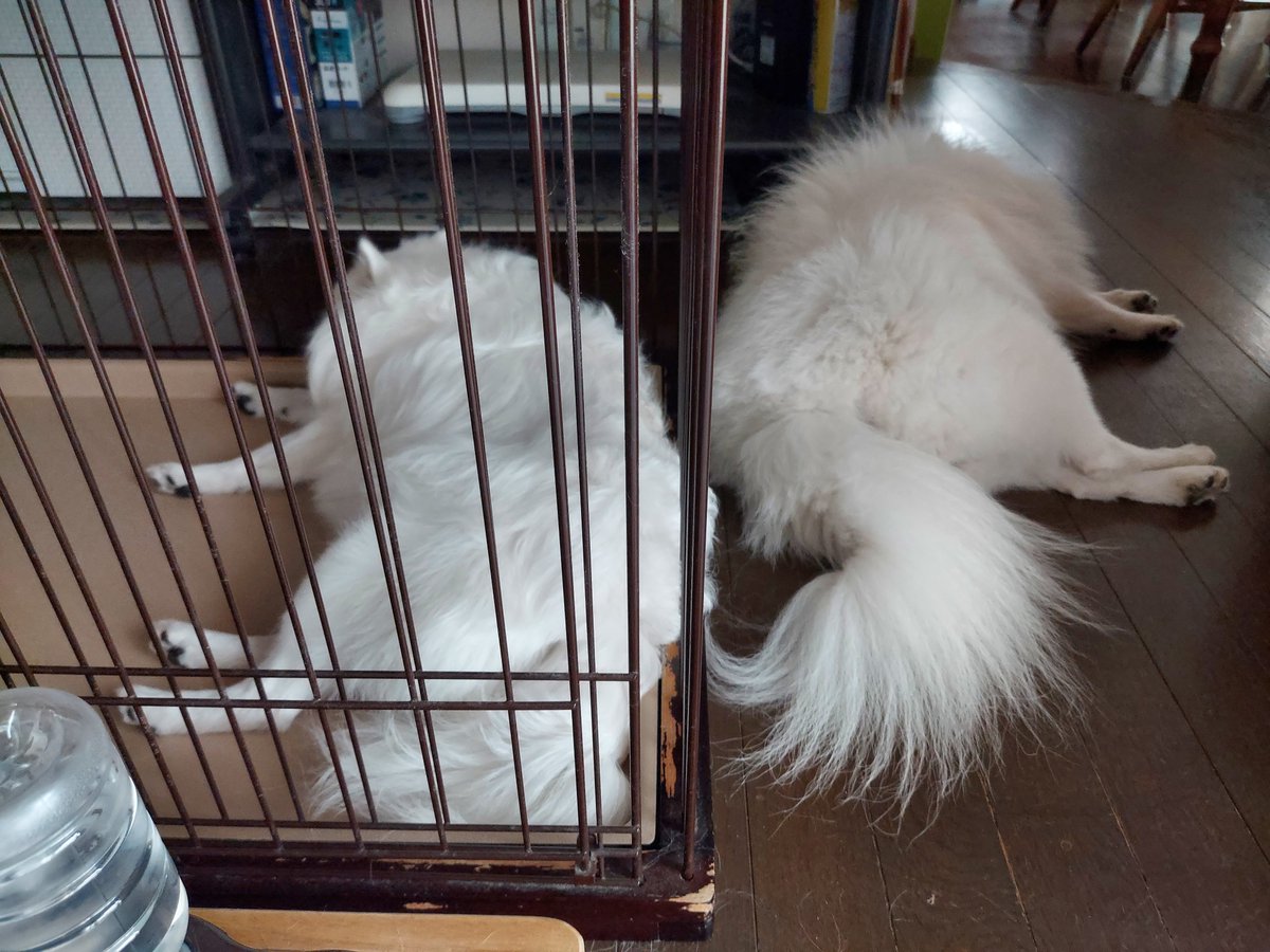 key_hitotose's tweet photo. 気を抜くと吸入器してても咳のスイッチが入ってしまう
今日この頃…お犬様に会いたいけど、ある君が体調不良の体臭に敏感なので、心配かけたくなくて会いに行けない…😭
夫婦のイチャイチャフォルダ見て癒されよう…
#日本スピッツ
#JapanSpitz
#ある
#ララー
#多頭飼い https://t.co/39yp60j0Je