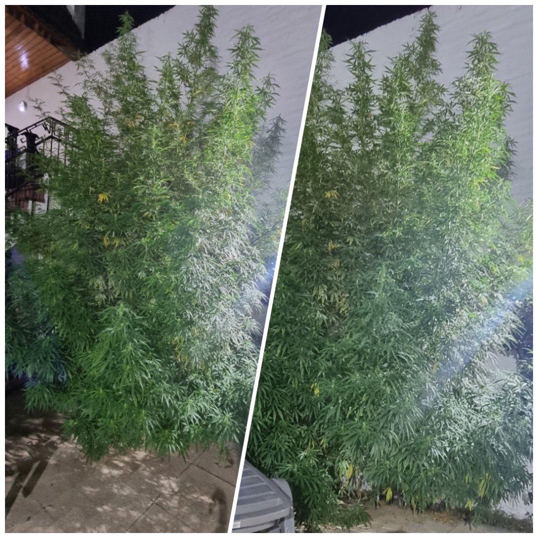 Paokirovsky1's tweet image. Regalo estas plantitas que se olvido mi ex, no las vendo porque total ya estoy ahorrando un montón sin mantenerlo a el y a sus vicios . 🙃