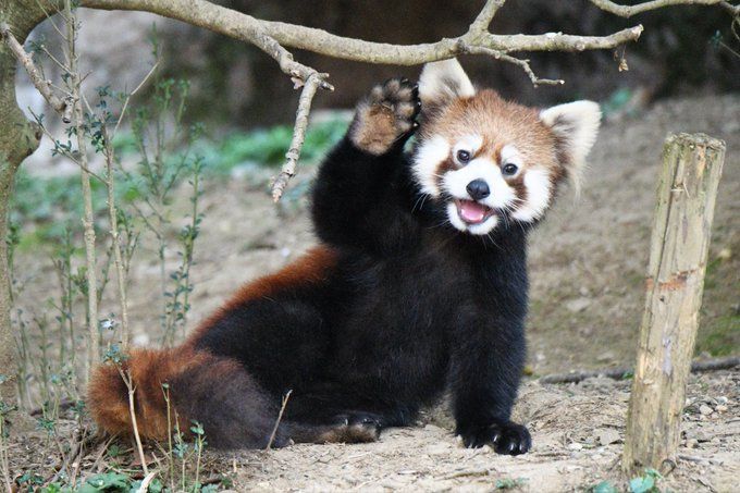 Red Panda Every Hour! tweet media