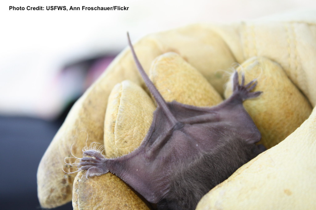 alyb_batgirl's tweet photo. Let's wave a wing at the Mexican free-tailed bat (Tadarida brasliensis), the bat with the cutest butt of the southwestern desert. #ButtOff #2022MMM https://t.co/pBzuDfXLJQ