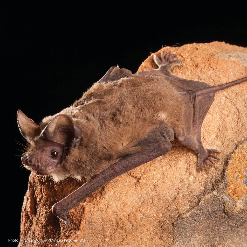 alyb_batgirl's tweet photo. Let's wave a wing at the Mexican free-tailed bat (Tadarida brasliensis), the bat with the cutest butt of the southwestern desert. #ButtOff #2022MMM https://t.co/pBzuDfXLJQ