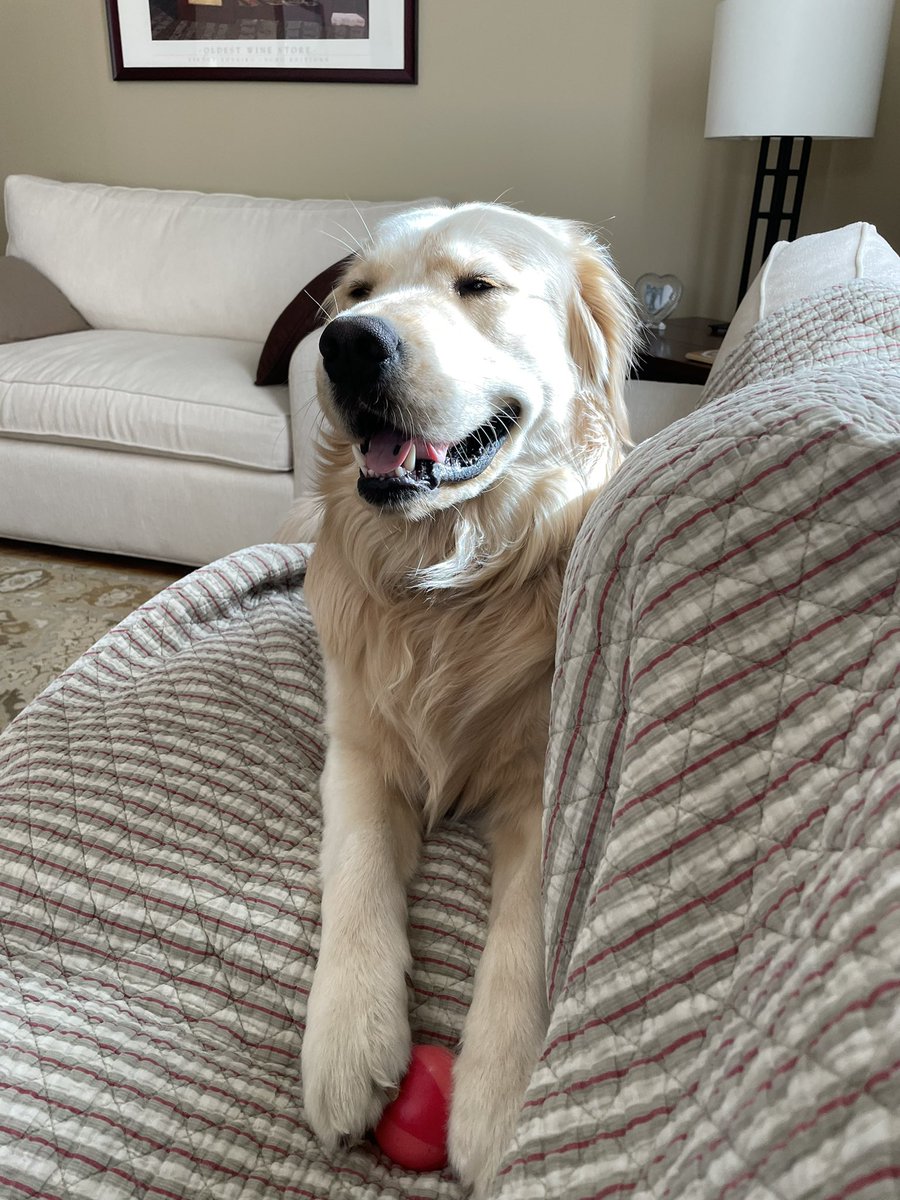 DeniseCarbone4's tweet photo. Today is this little guys one year #gotchaday here he is at 8 wks old, w/ his big brother &amp;  pic from Saturday - we 💕you Beauregard, you are a wonderful addition to our pack #dogsoftwitter #GoldenRetrievers #goldenbrothers https://t.co/GJiTpbK5Cc