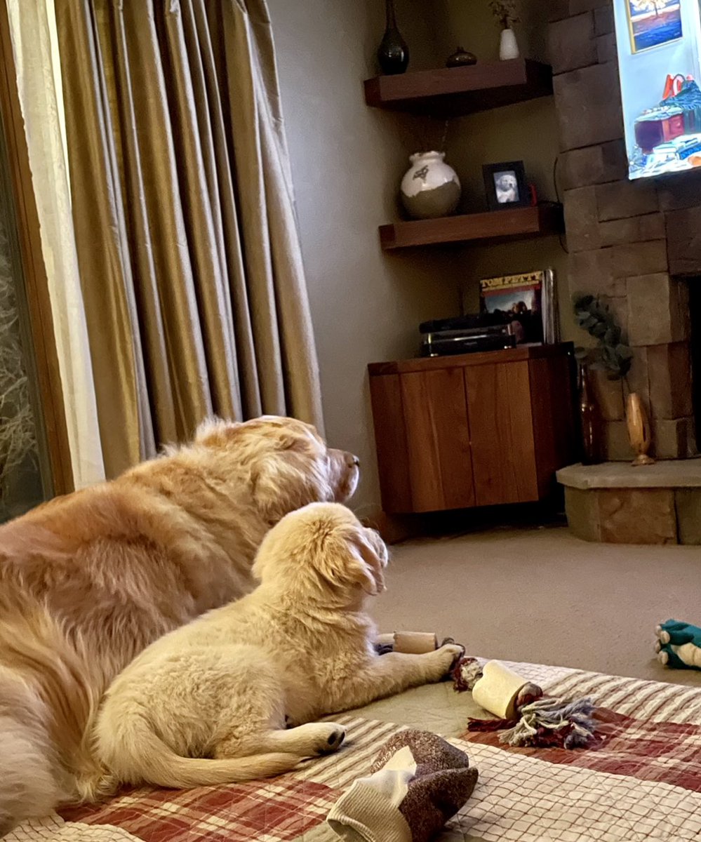 DeniseCarbone4's tweet photo. Today is this little guys one year #gotchaday here he is at 8 wks old, w/ his big brother &amp;  pic from Saturday - we 💕you Beauregard, you are a wonderful addition to our pack #dogsoftwitter #GoldenRetrievers #goldenbrothers https://t.co/GJiTpbK5Cc