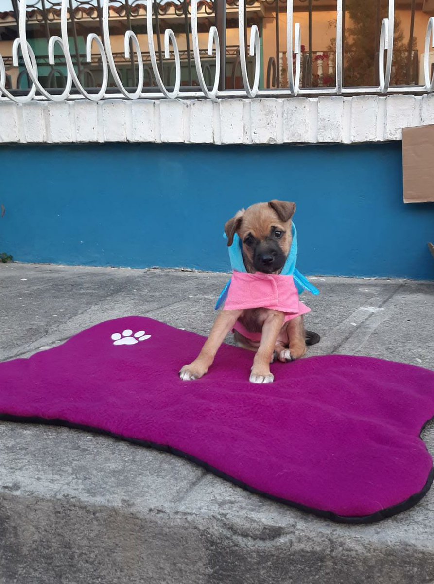 PEsperanza503's tweet photo. 🧚🏻‍♀️OPORTUNIDAD DE ADOPTAR🧚🏻‍♀️

Chatita es la única sobreviviente de su camada, se busca hogar responsable y amoroso que le brinden todos sus cuidos y sean responsables con sus vacunas. Se encuentra en hogar temporal ya que en el lugar donde se encontraba quedaba sola todo el día. https://t.co/ixiKPKnXKM