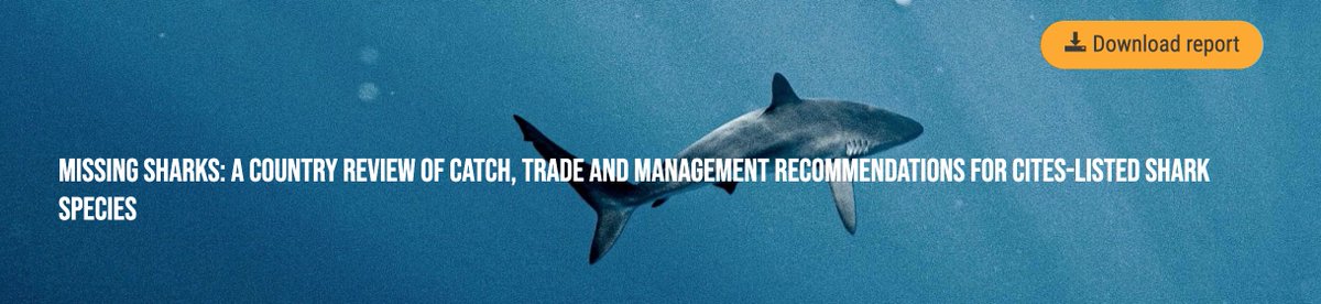 SHARKSTEWARDS's tweet photo. New @TRAFFIC_WLTrade report highlights mismatch between reported #shark trade data and expectations. More transparency in data reporting is critical. Findings will be discussed during the 74th Meeting of the  @CITES Standing Committee (#SC74)
https://t.co/XqJFNrhcSU #savesharks https://t.co/AgihUMqLiB