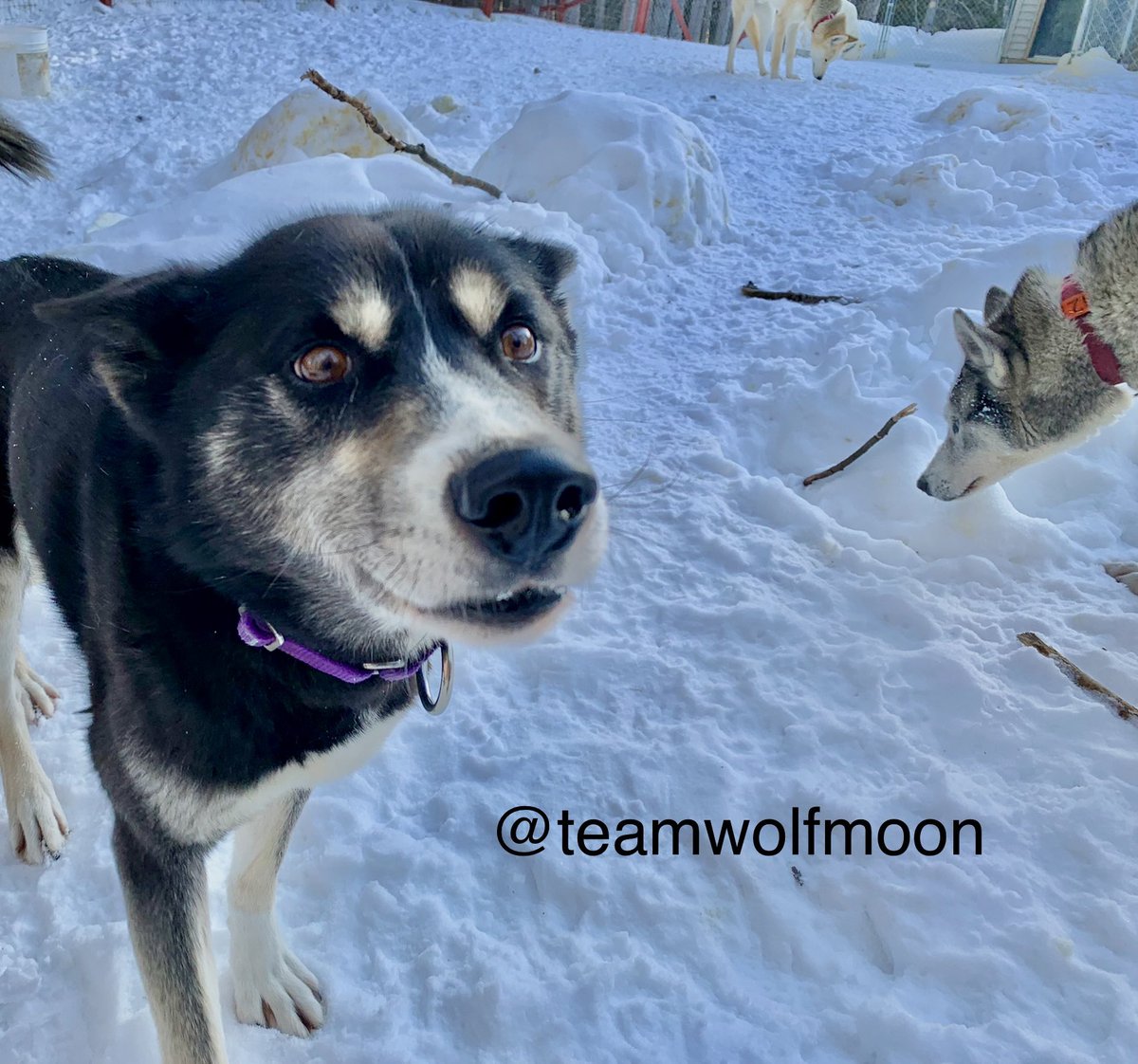 TeamWolfMoon's tweet photo. Bolt and I are liking this extra daylight after work thing! #daylightsavingstime #musherlife https://t.co/YJZOmzVRY5