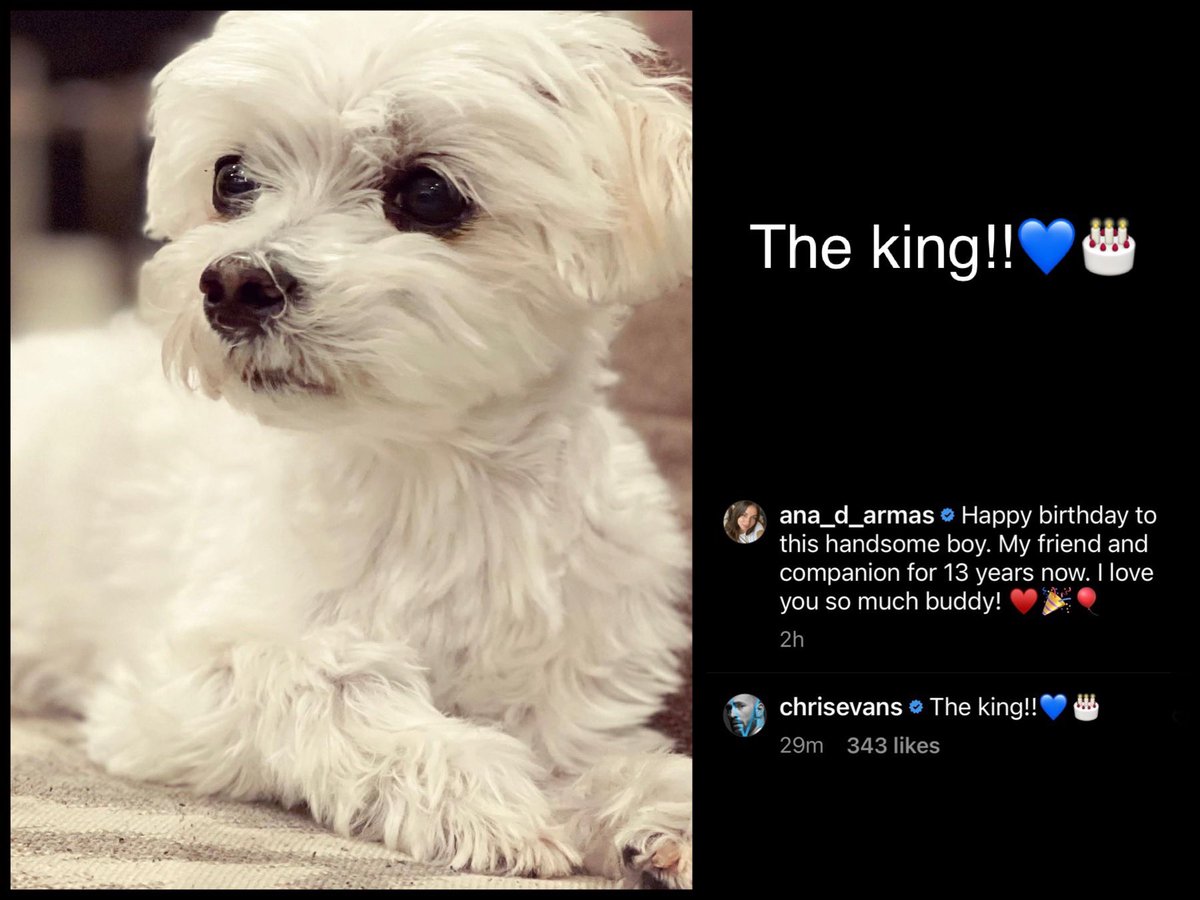 QUEENAnadeArmas's tweet photo. Chris Evans and Ana de Armas both posting their adorable, beloved dogs Dodger and Elvis on Instagram makes my heart very happy.🥰💙
#AdorableDogs #Ghosted #ILoveTheseTwo #ChrisAna #MyNewFavoriteOnscreenCouple #CantWaitToSeeThisMovie https://t.co/0I8fpbaqXI