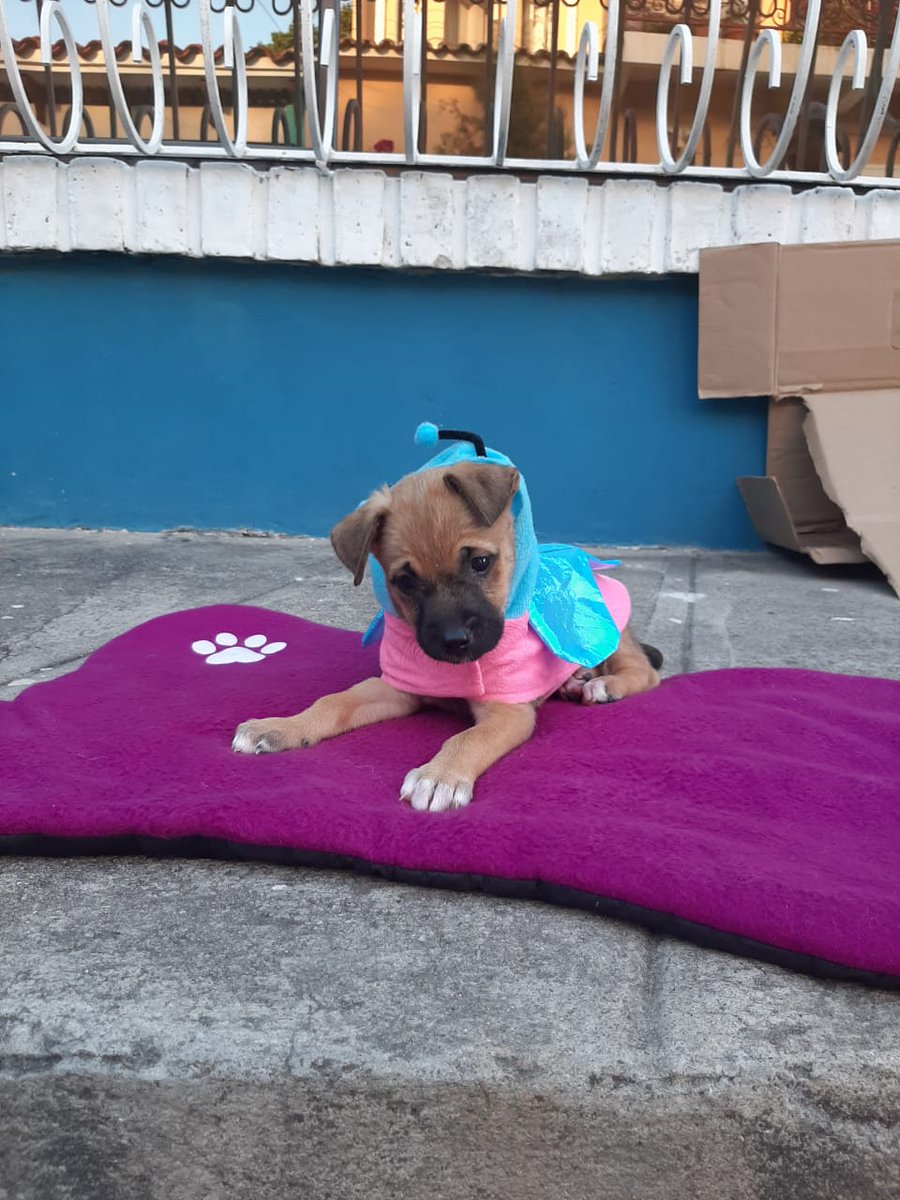 PEsperanza503's tweet photo. 🧚🏻‍♀️OPORTUNIDAD DE ADOPTAR🧚🏻‍♀️

Chatita es la única sobreviviente de su camada, se busca hogar responsable y amoroso que le brinden todos sus cuidos y sean responsables con sus vacunas. Se encuentra en hogar temporal ya que en el lugar donde se encontraba quedaba sola todo el día. https://t.co/ixiKPKnXKM
