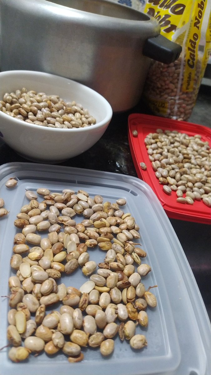 dnielaires's tweet image. Nossa ao querer fazer um feijão fresquinho Hoje uma delícia né? Só que não... Nunca vi um estado desses, pra quem não tem o costume de escolher o feijão antes de cozinhar tá aí ó #FeijãoCaldoNobre #InfeccaoAlimentar
#CaldoNobre 
@NossaLutaSTICAP
@crimesreaisbr 
#FeijãoEnraizado