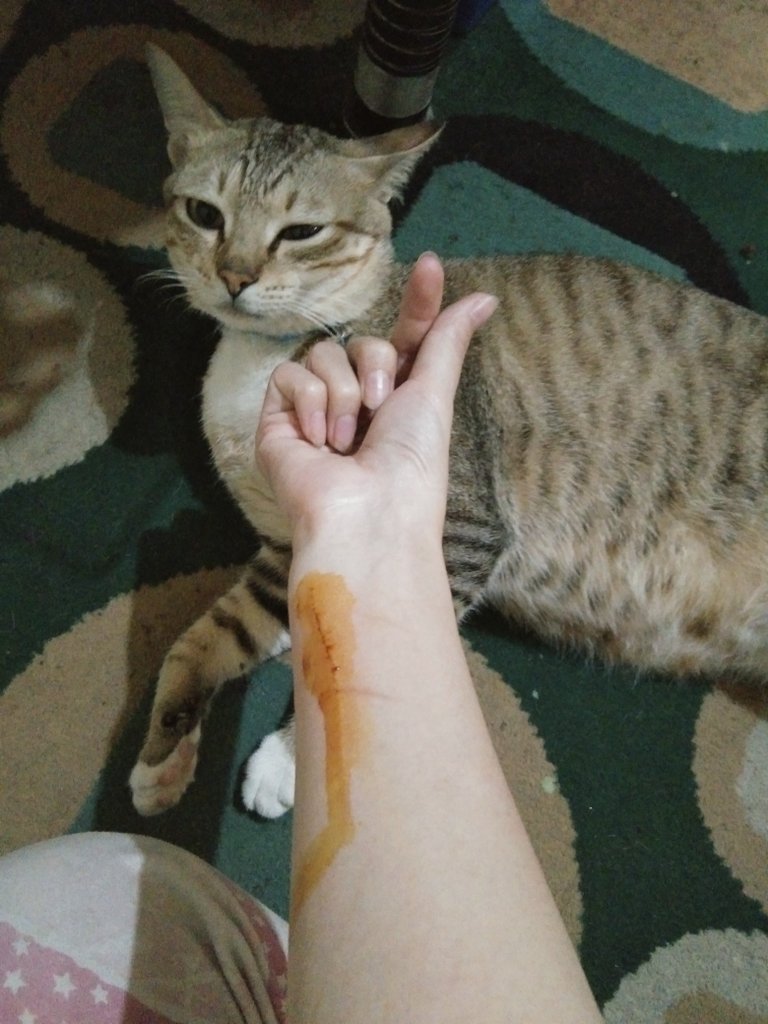 petsfess's tweet photo. 🐈 Ga bisa lepas dari hubungan ini 😢 https://t.co/nN0S33kSpi