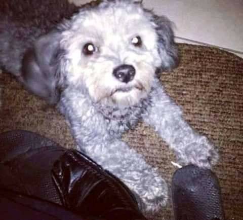 #CasoDeTerceros  Mi perrita está extraviada desde diciembre en la Av. Urdaneta parroquia Altagracia Caracas. Teléfono de contacto.04241373487.  Su nombre es  Candy. Tiene Cola corta. Su pelaje es de color gris.  Por favor ayúdenme a encontrarla.
#Difundimos