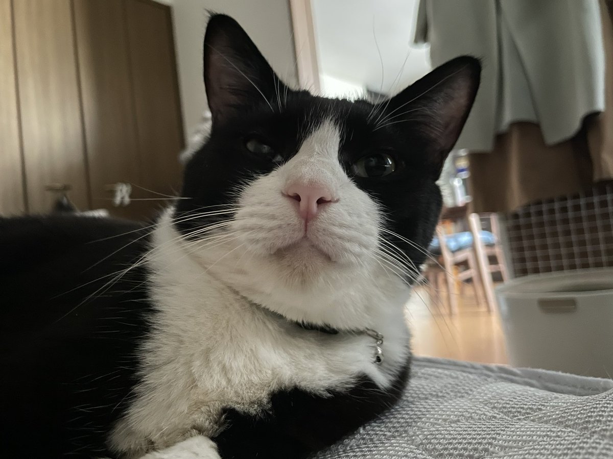 _p_t_t_i's tweet image. 朝ねこ 2022.03.15