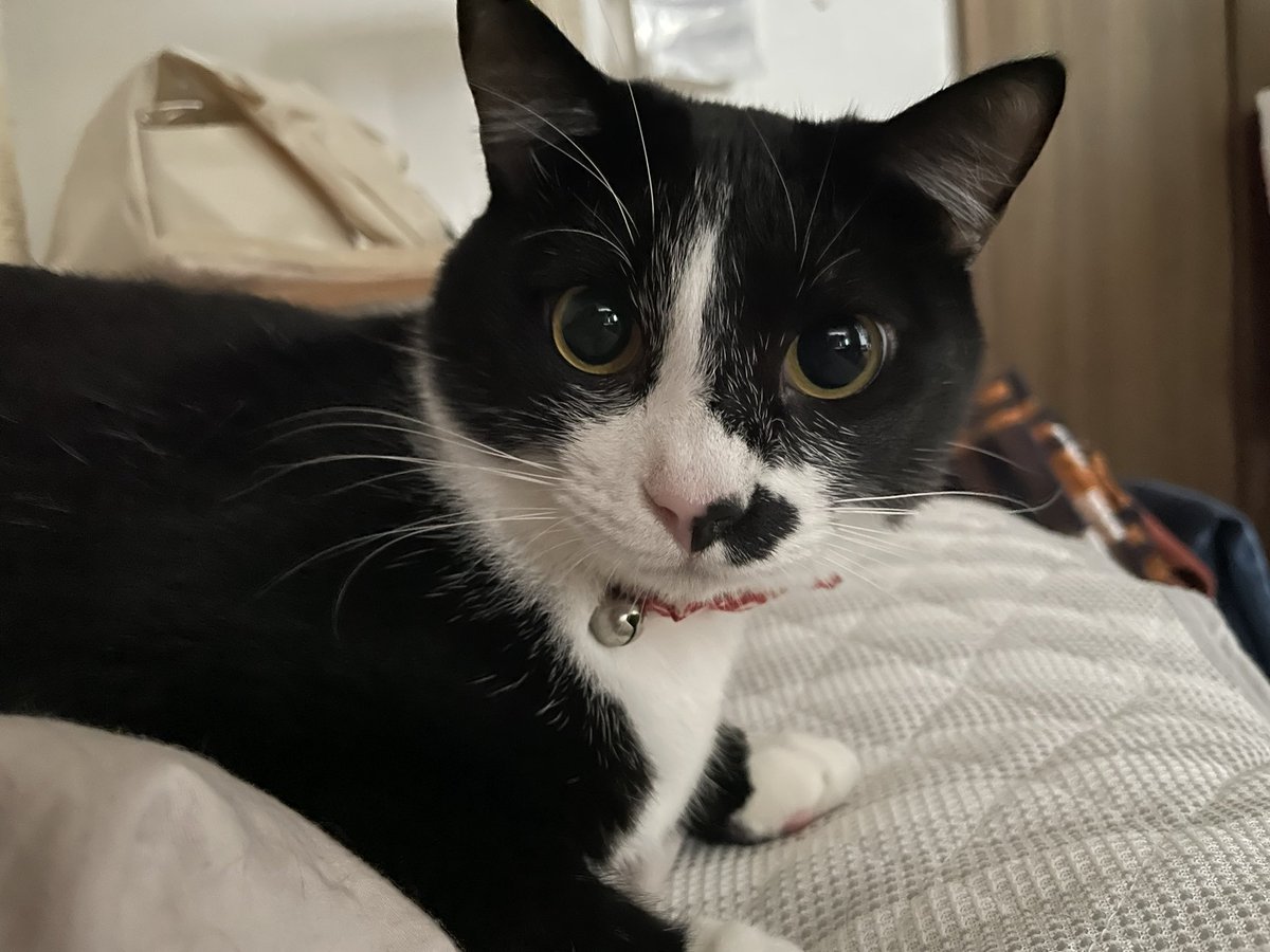 _p_t_t_i's tweet image. 朝ねこ 2022.03.15