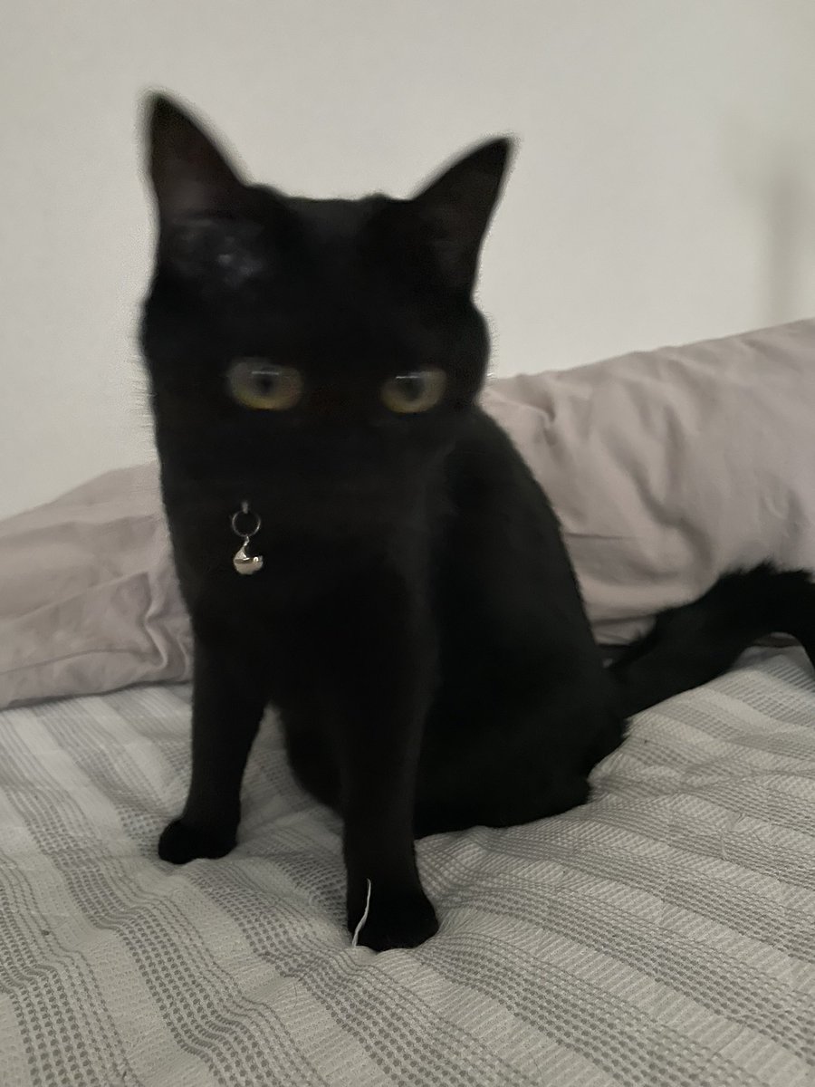 _p_t_t_i's tweet image. 朝ねこ 2022.03.15