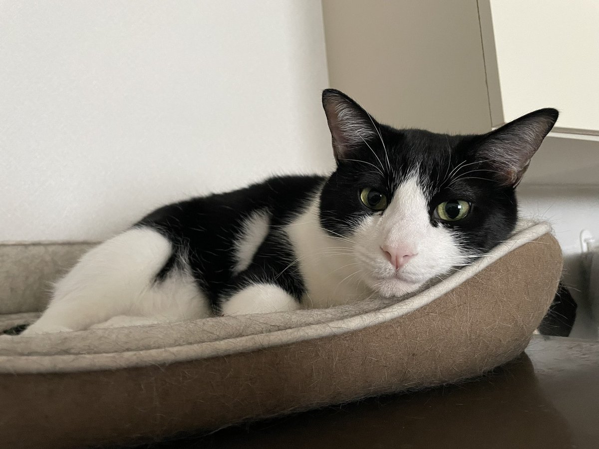 _p_t_t_i's tweet image. 朝ねこ 2022.03.15