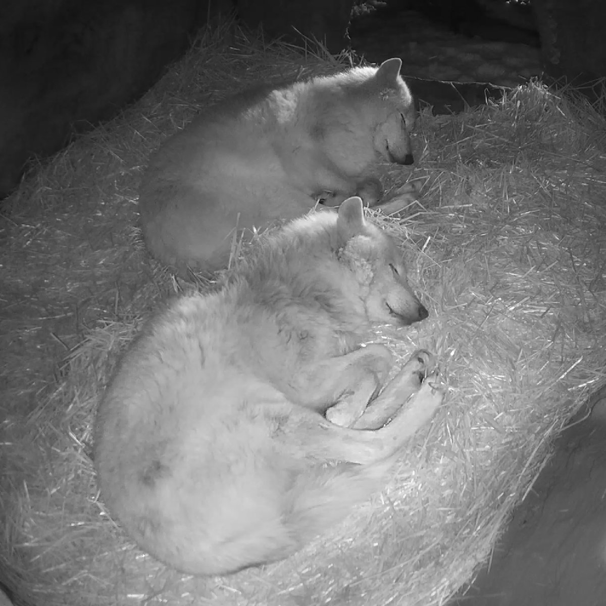 nywolforg's tweet photo. The best dreams are shared with others 🐺 https://t.co/PVHDNGEAEu
