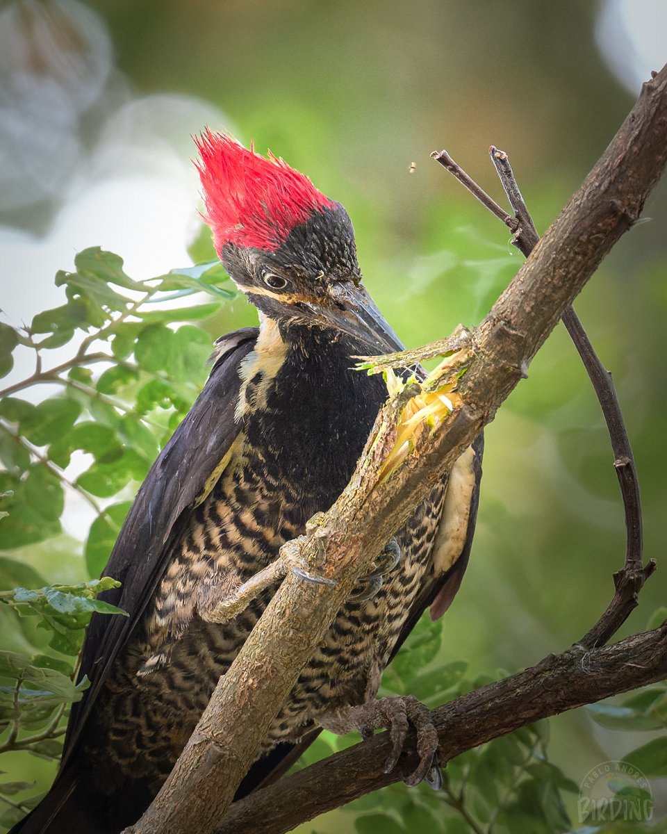🔴⚫⚪ De los picos y garras más poderosos del reino de las aves.

Carpintero Real (hembra).

¿Alcanzaron a ver el mosquito rondando por ahí?

#TwitterNatureCommunity
#birdphotography
#Birding