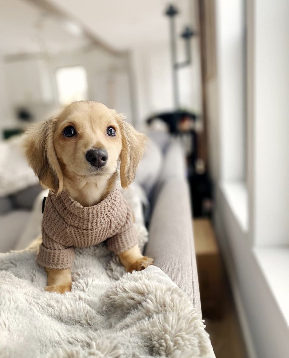 Dogs of MSP tweet media