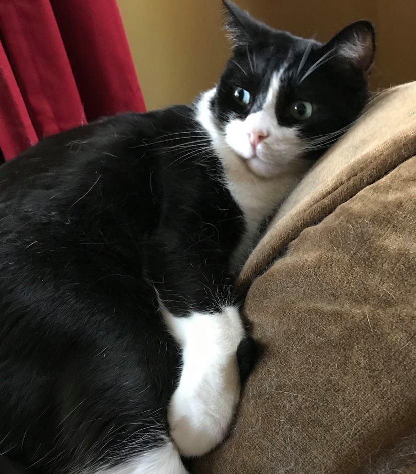 One of Henry’s favorite place to laze about….a comfy chair in my bedroom right by the window!
