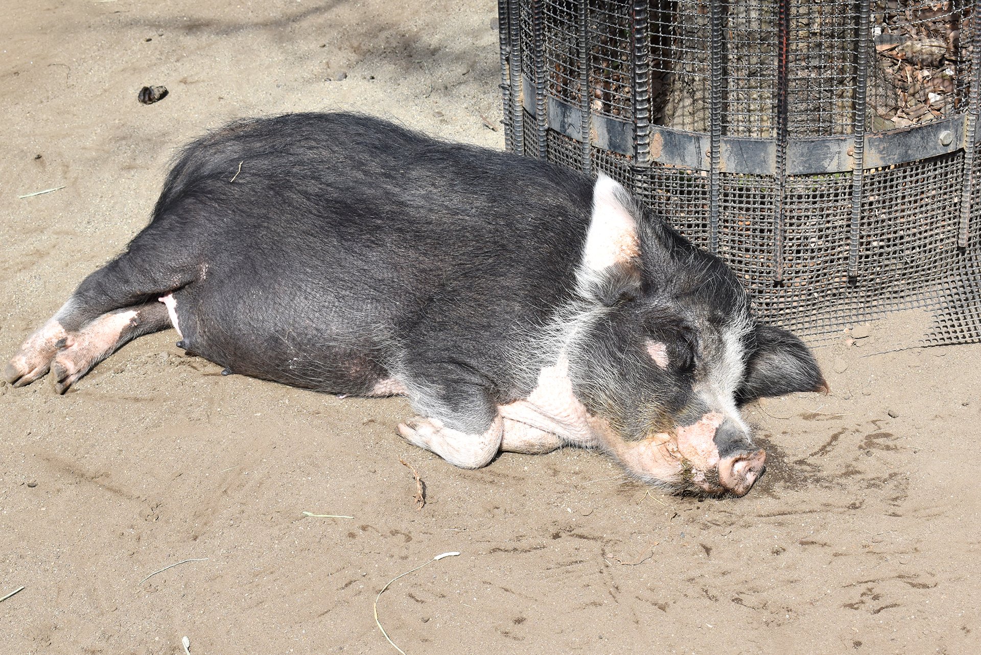 井の頭自然文化園 公式 あさいち文化園 おはようございます 朝のエサを食べ終わって運動場に出てきたミニブタのハルです 今日もよい一日でありますように 朝の動物園 文化園の動物たち ミニブタ ポットベリー T Co Apvqsh049r Twitter