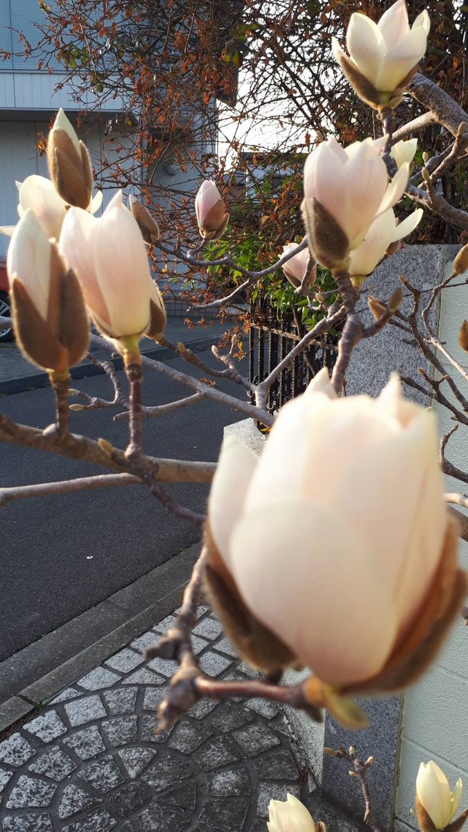 今日は木蓮が春を賑わせてくれています。

世に盛る　花にも念仏　申しけり
芭蕉

＃芭蕉 #木蓮 #桜