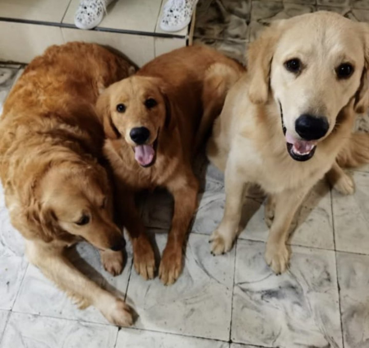 migolo71's tweet photo. #ServicioSocial #perrosperdidos #Cali https://t.co/h8PdavmhnJ