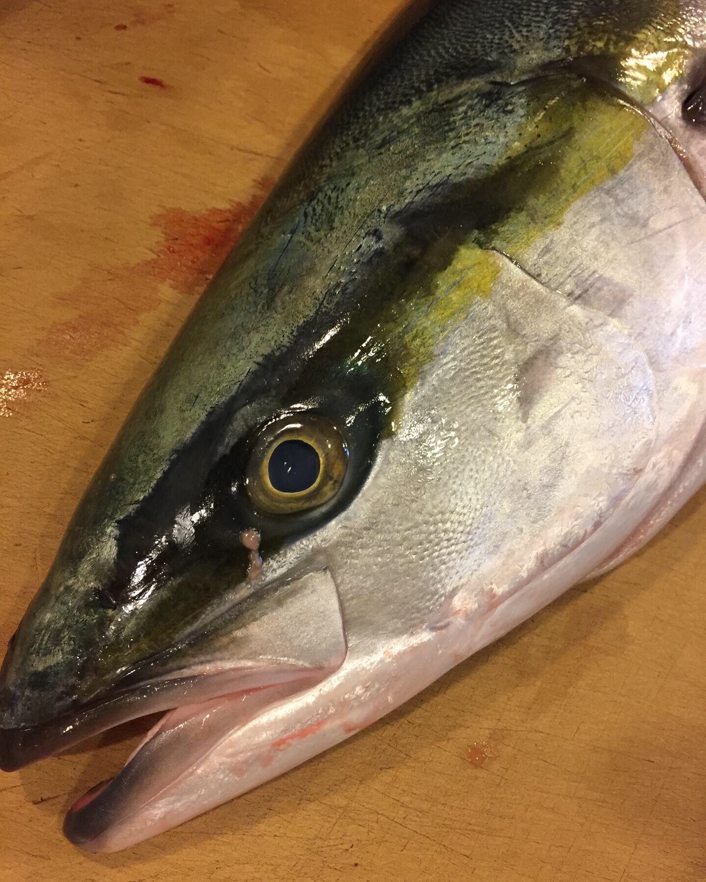 魚の旨い店 ほうぼう ブリは出世魚 関東では ワカシ イナダ ワラサ ブリ となりますが 天然ハマチと呼んだ方が馴染みやすいかな お刺身の他に 照焼 がおすすめです 鳥取県 ワカシ イナダ ワラサ ハマチ ブリ 照焼 出世魚 海鮮