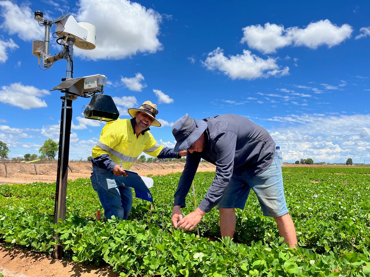 Central Queensland farmers can inspect the latest high-performing chickpea, sesame and peanut varieties, including the new Green Dragon mungbean line from Agriventis, when they are officially released at a field day in Emerald next week!
FIND OUT MORE: cqu.edu.au/.../emerald-fi…...