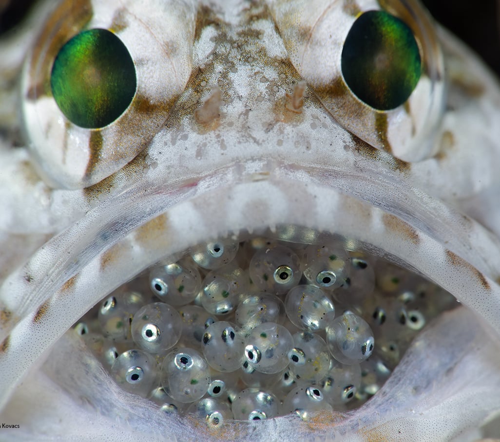 A very relaxed male Jawfish unconcerned with having a super close-up portrait taken of its developing offspring with a dipoter.  Palm Beach, Florida