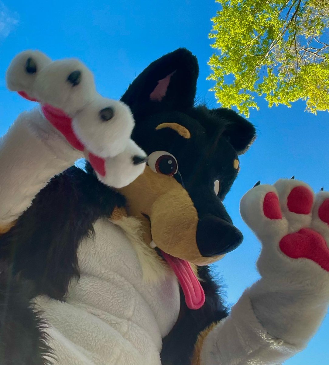 miloandfriends1's tweet photo. Part 2.  

#furry #fursuit #fullsuit #bordecollie #furryfandom #floridafurry https://t.co/knghYhwwyz