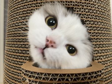 愛猫の誕生日は何をする 猫用ケーキの準備や飾り付けなど 当日の過ごし方をご紹介 カリカリーナブログ 猫ソファで爪とぎ 選ばれる猫家具
