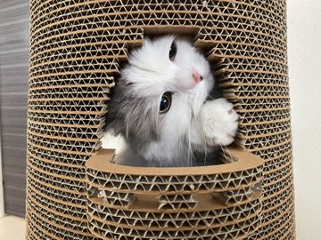 愛猫の誕生日は何をする 猫用ケーキの準備や飾り付けなど 当日の過ごし方をご紹介 カリカリーナブログ 猫ソファで爪とぎ 選ばれる猫家具