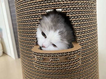 愛猫の誕生日は何をする 猫用ケーキの準備や飾り付けなど 当日の過ごし方をご紹介 カリカリーナブログ 猫ソファで爪とぎ 選ばれる猫家具