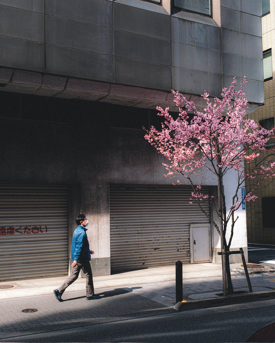 kouk_i0000's tweet photo. 河津桜
また来年。 https://t.co/TsgCiZgtlO