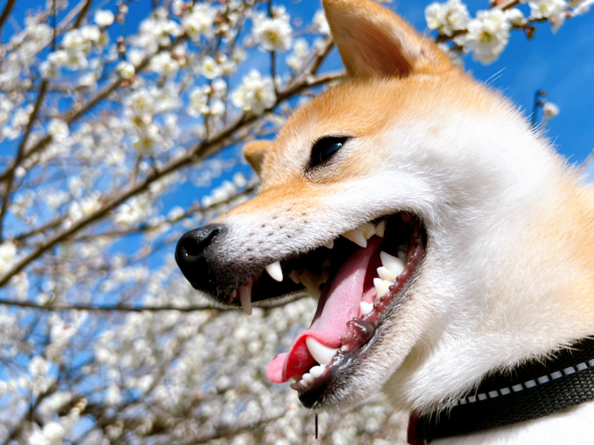 柴犬好きと繋がりたい Twitter Search Twitter