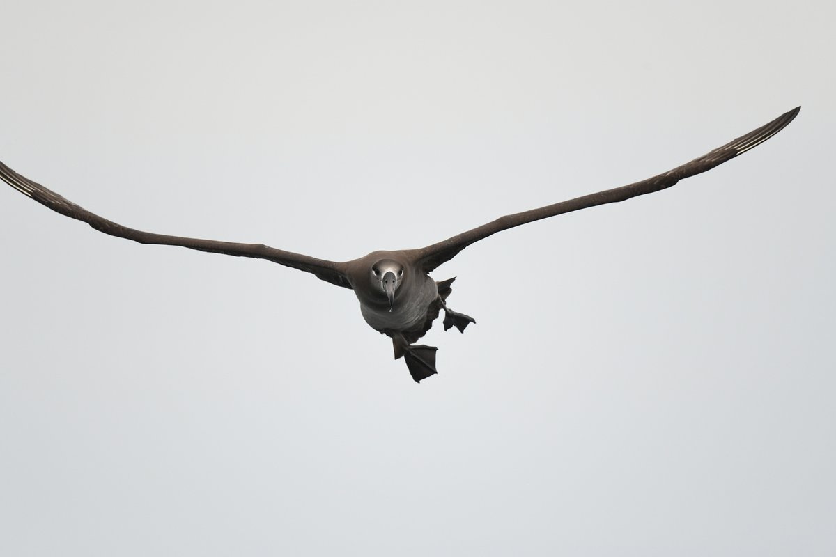 taiwanbirdguide's tweet photo. Oh, I can live without the latest Nikon Z9.
#BlackFootedAlbatross #Taiwan #seabird #bird #birding #黑腳信天翁 #Frontbird https://t.co/yTgIobr2c7
