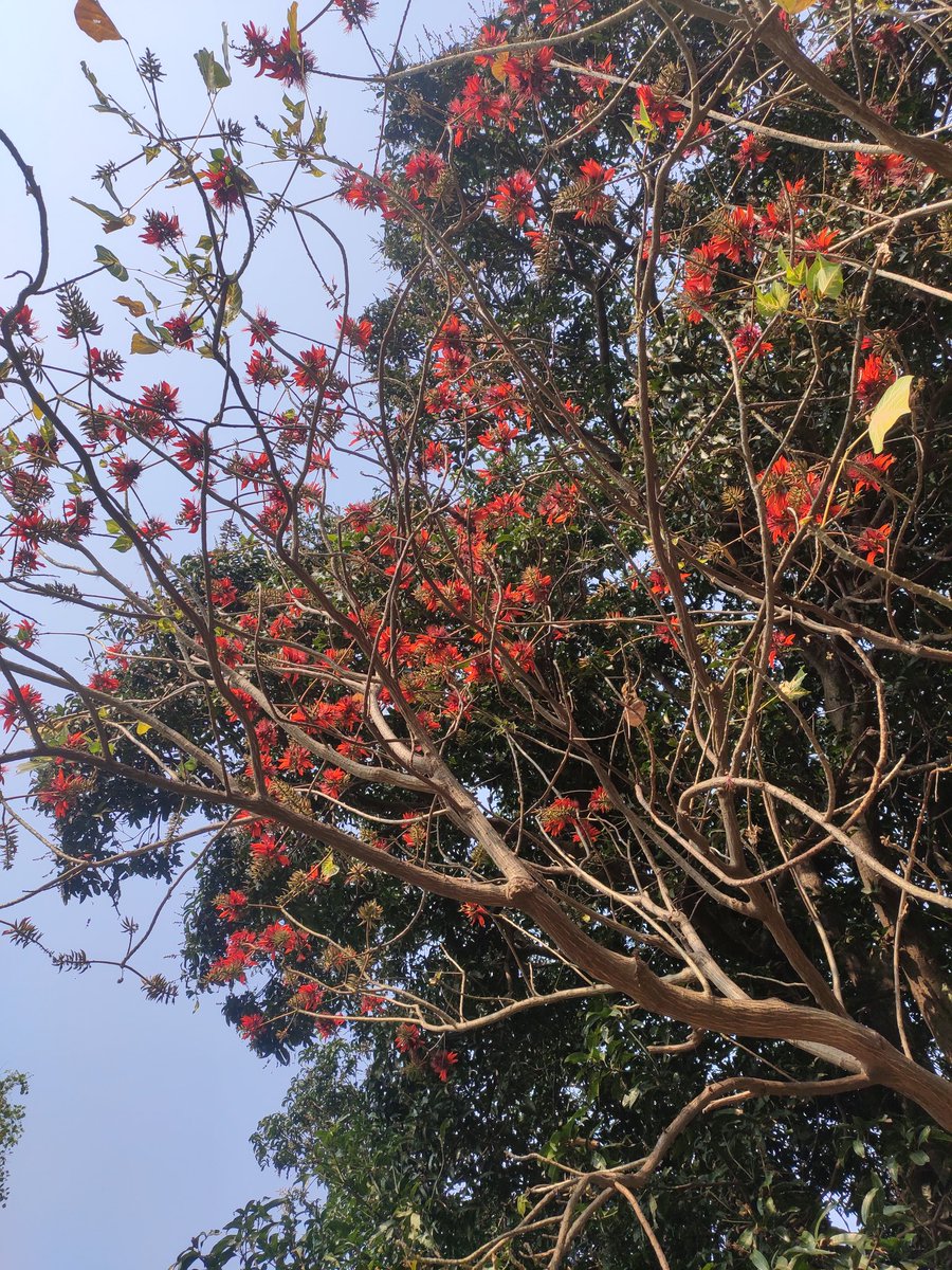 bioediter18's tweet photo. Good morning everyone ✨🌻☘️☀️🌼❤️
Jay shree ram , 🙏🚩
🌞 #Sunkissed
#Fitmorning 🏃🤸
ପଲାଶ ଫୁଲ
Butea monosperma🌸
.
.
Morning click 📸 https://t.co/ZD1Z6U4Wxb