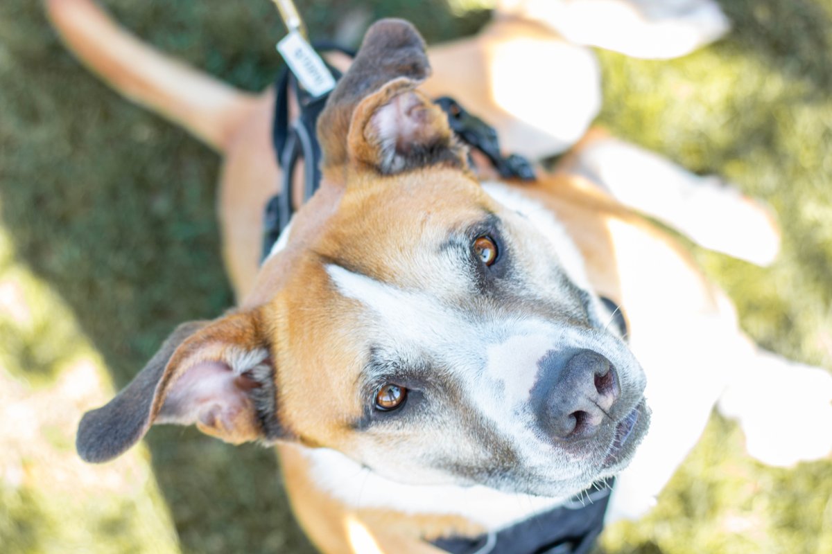valleyanimal's tweet photo. I'm big Darius! Each year, I turn older and older as I wait for my furever home. I'm already 8 years old. Need to be an #onlypet and #adultsonly. Adopt me here: https://t.co/1zFnxEYrx3
#fresnocalifornia #adoptadog #boxer #bigdog #mondaymotivation #fureverhome https://t.co/VNG2Vyc3hw