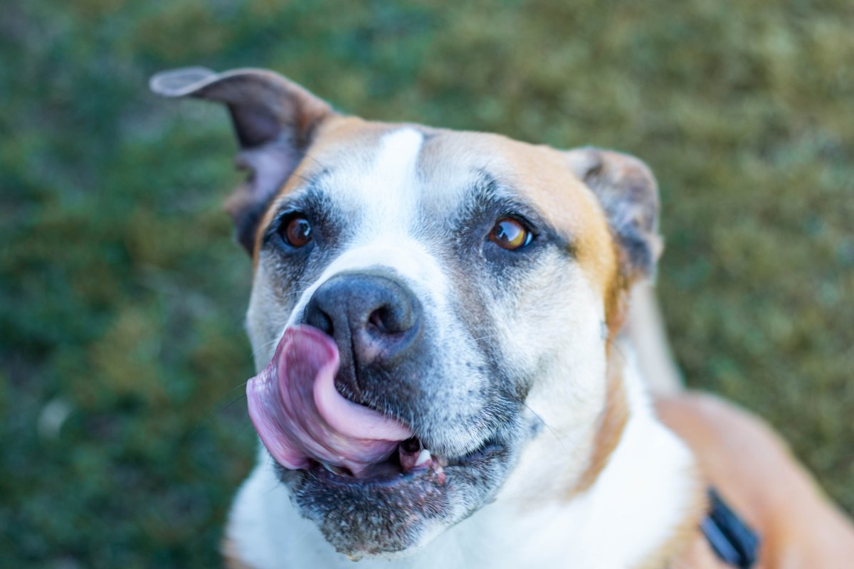 valleyanimal's tweet photo. I'm big Darius! Each year, I turn older and older as I wait for my furever home. I'm already 8 years old. Need to be an #onlypet and #adultsonly. Adopt me here: https://t.co/1zFnxEYrx3
#fresnocalifornia #adoptadog #boxer #bigdog #mondaymotivation #fureverhome https://t.co/VNG2Vyc3hw