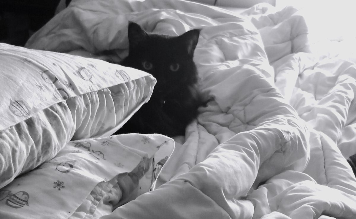 JMVanHornAuthor's tweet photo. I don't have the heart to tell Gypsy that she doesn't blend in with the blanket. It would break her inner ninja.
#Cats #CatsofInstagram #InnerNinja #BlackCats https://t.co/Yy3UkQF5Qt