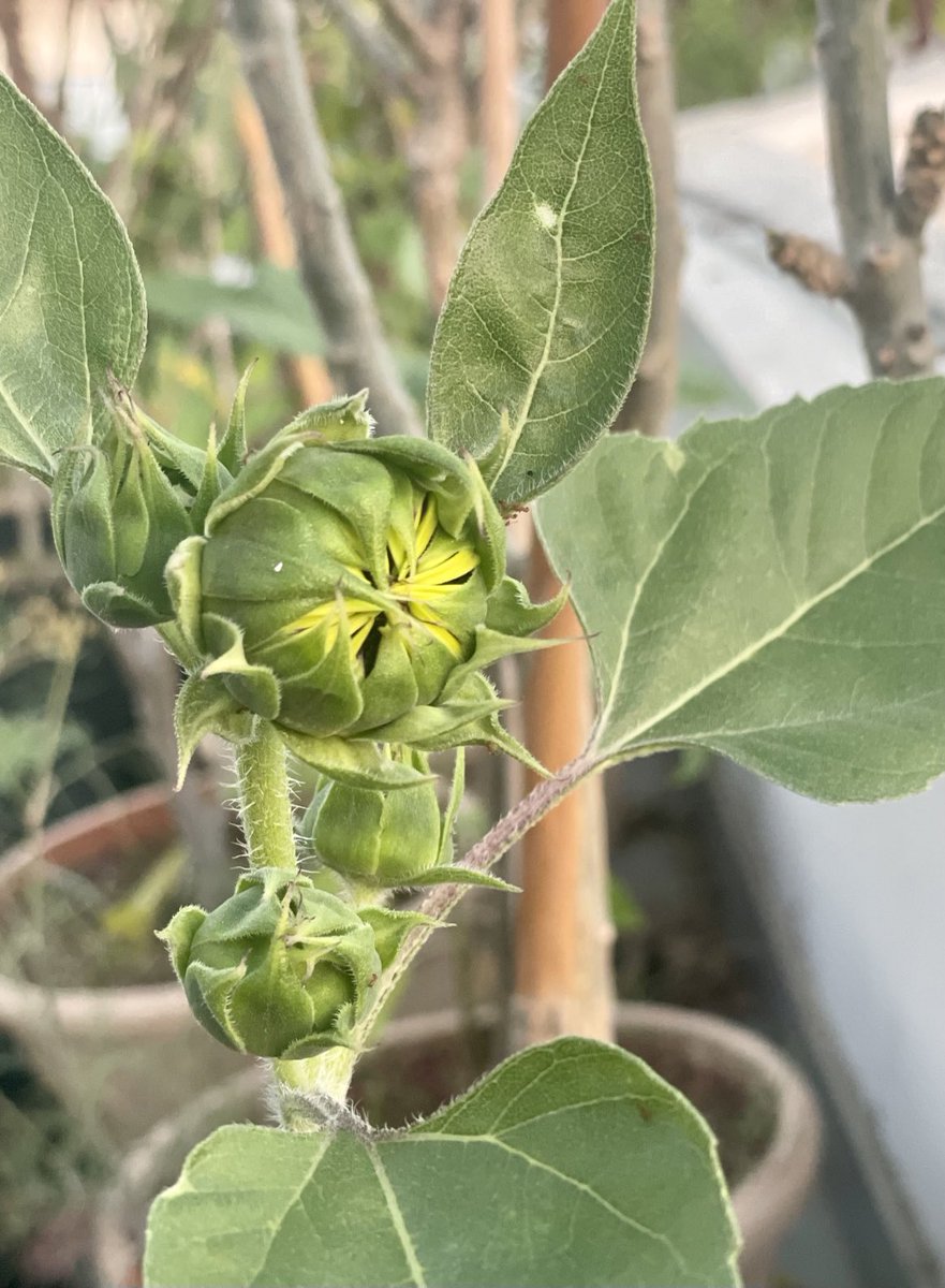 zuberishahab's tweet photo. My sunflower is getting ready to welcome bright shining Sun on daily basis very soon view from my rooftop https://t.co/xEU3dlHzJw